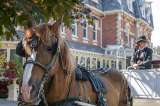 Al igual que Cartagena, Bruselas dejará de utilizar caballos para transportar turistas
