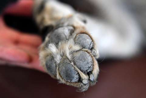 Perro rescatado murió tras un ataque a tiros en Manizales; su dueño terminó herido