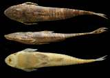 Una nueva especie de pez en Colombia para recordar al biólogo Javier Maldonado