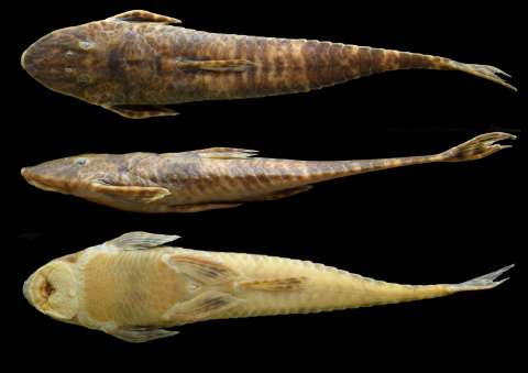 Una nueva especie de pez en Colombia para recordar al biólogo Javier Maldonado