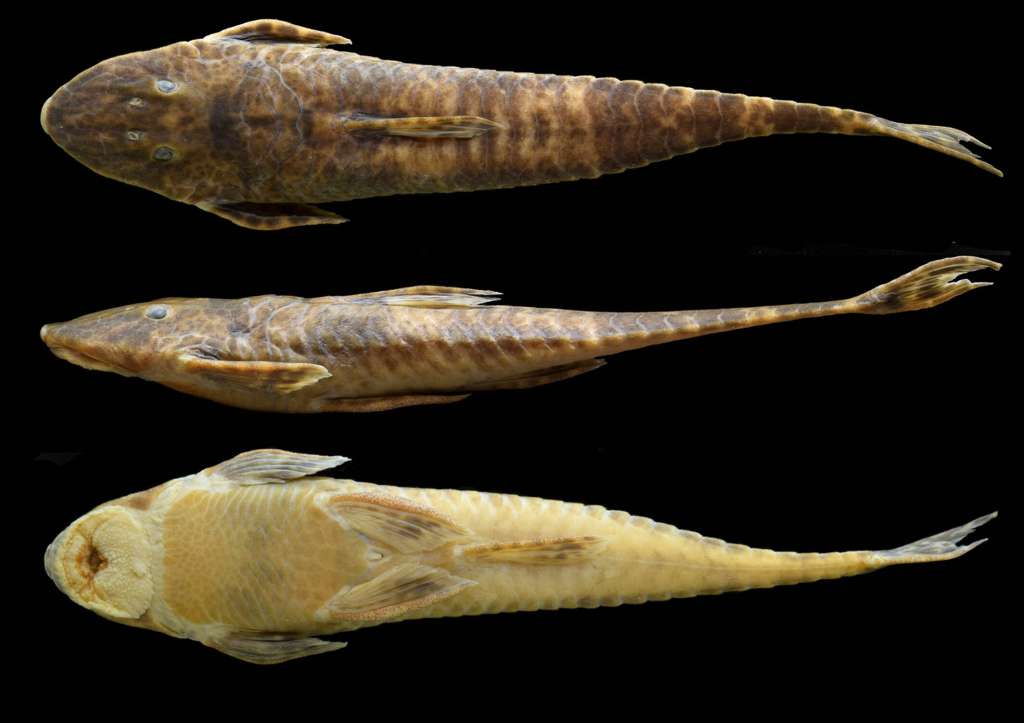 Vista dorsal, ventral y lateral de Rineloricaria cachivera, la nueva especie de pez hallada en el río Vaupés. Crédito: Investigadores.