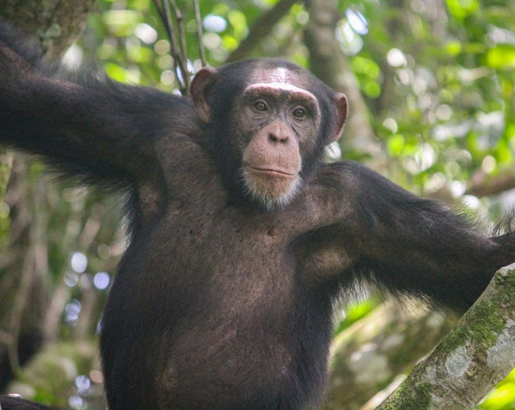 Chimpancé de Bossou.