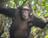 25 años de investigación revelan una particular habilidad de los chimpancés