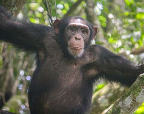 25 años de investigación revelan una particular habilidad de los chimpancés