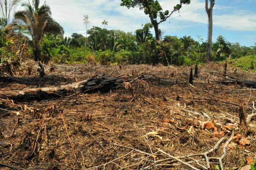 Colombia deforestó 124.035 hectáreas de bosque en 2015. / El Espectador