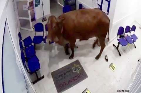 Vaca irrumpe en la sala de urgencias de un hospital