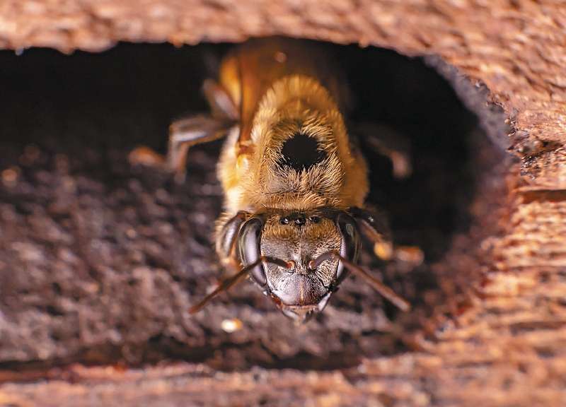 Al parecer, la abejas murieron por envenenamiento. 