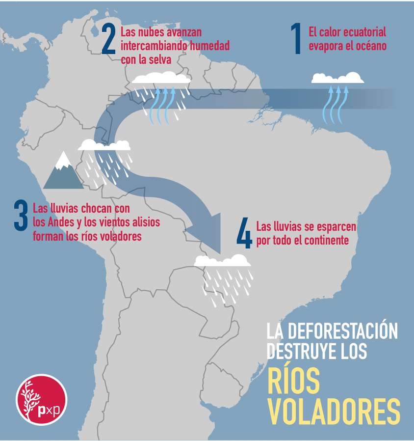 Ríos Voladores: Sin bosques, no hay lluvias