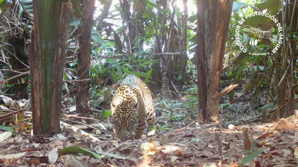 Imagen de captada por una de las cámaras de monitoreo del Corredor del Jaguar del Guaviare.