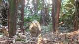 Estas comunidades del Guaviare se ponen la 10 para proteger al jaguar