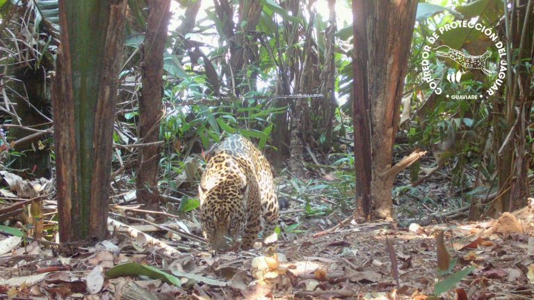 Estas comunidades del Guaviare se ponen la 10 para proteger al jaguar