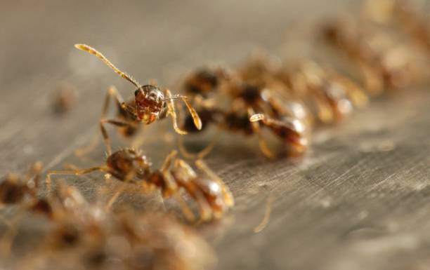 Hormigas vs. humanos: un rompecabezas pone a prueba el trabajo en equipo
