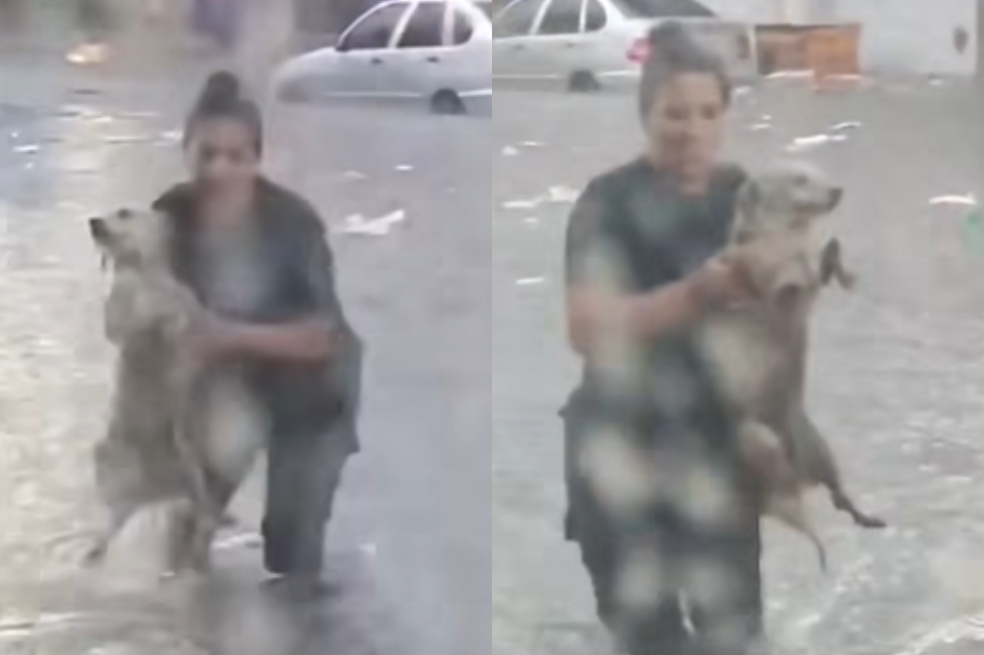 En las fotos se ve a la oficial rescatando al perrito.