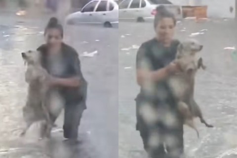 (Video) Policía salva a perro de morir ahogado tras las fuertes lluvias en Argentina