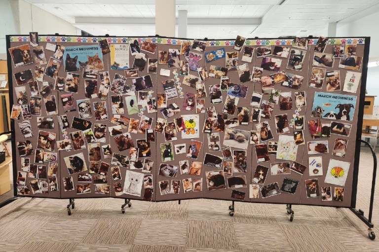Las fotos de gatos pagarán sus multas en esta biblioteca, ¿cómo aplicar al beneficio?