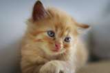 ¿Por qué los gatos amasan? Estas son las 3 razones más comunes