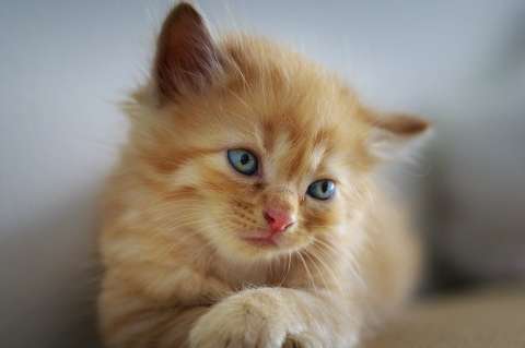 Por qué ronronean y otros sorprendentes datos curiosos de los gatos