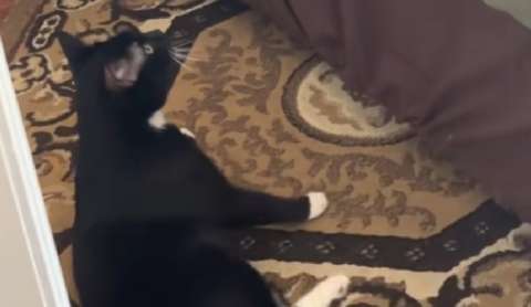 En video: dueño graba a su gato con discapacidad y descubre cómo sube a la cama