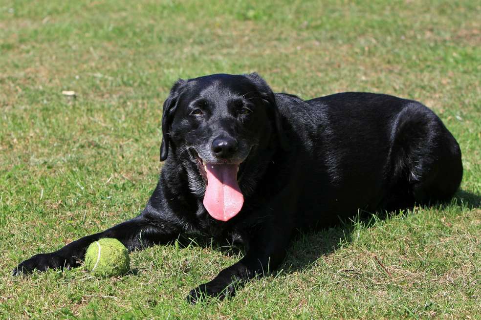 Razas de perros: estas son las más olorosas