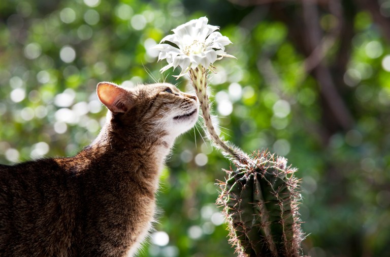 ¿Por qué estornudan los gatos?