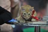 Disfraces para mascotas: tres opciones para tu gato en este Halloween