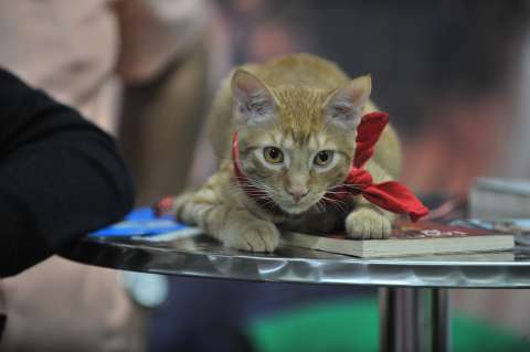 Disfraces para mascotas: tres opciones para tu gato en este Halloween