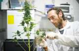 Marihuana legal, por fin