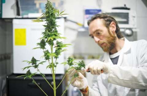 Marihuana legal, por fin