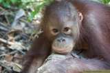 La tala ilegal amenaza un santuario de orangutanes en Indonesia