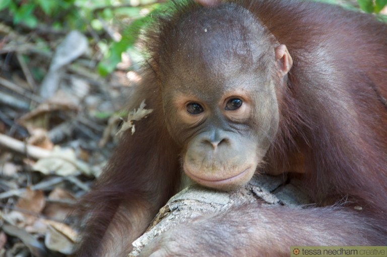 La tala ilegal amenaza un santuario de orangutanes en Indonesia
