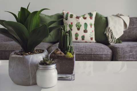 ¿Cómo cuidar las plantas de interior? Estos son algunos consejos