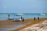 Sargazo: el problema de algas marinas que tiene en aprietos al Caribe
