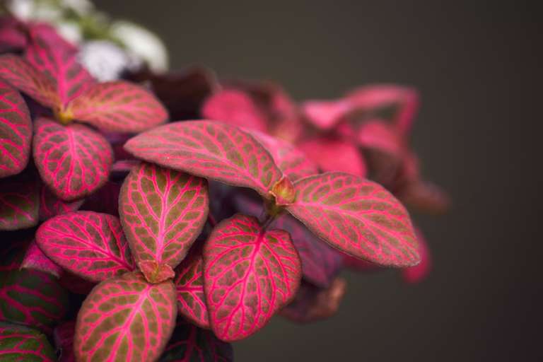Fittonia: Conocida por sus llamativas hojas de colores intensos y nervaduras contrastantes, esta planta aporta un toque vibrante a cualquier composición vegetal. Su tamaño compacto la hace ideal para espacios pequeños y jardines verticales, donde puede utilizarse para crear diseños artísticos y patrones visuales llenos de color y personalidad.