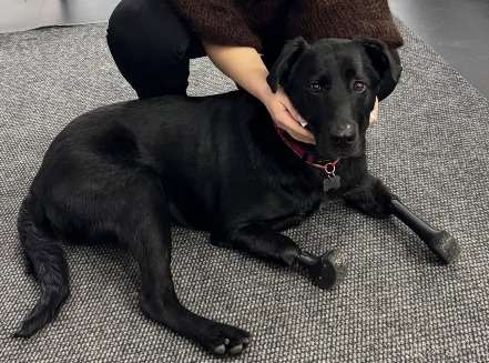 Lavr, el perro con patas de titanio que ayuda en la rehabilitación de veteranos de guerra