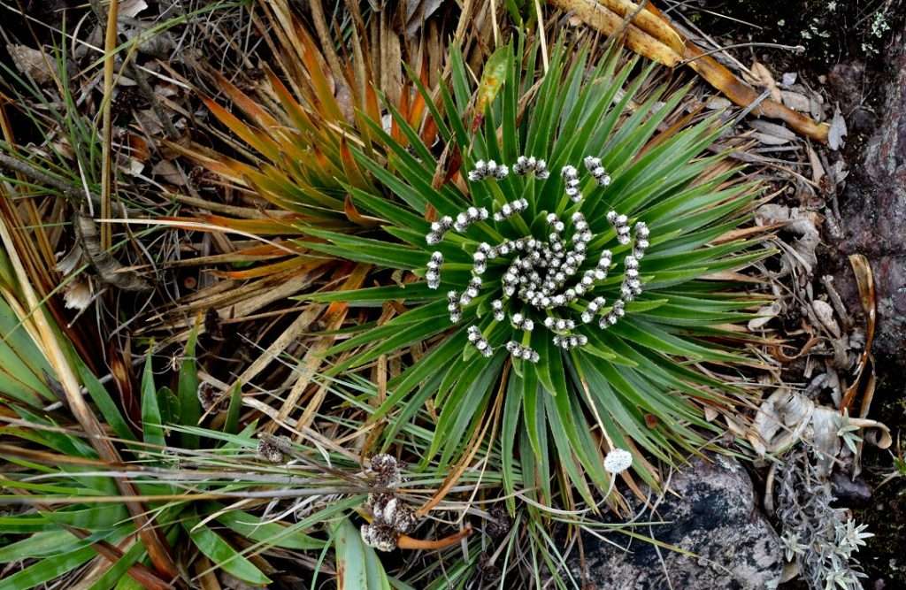 Esta especie de Polylepis quadrijuga hace parte del grupo de árboles que forman bosques típicos de páramo. Alcanza una altura máxima de hasta 10 metros, cuya corteza se desprende en tiras rojizas y sus flores son rosadas. Crédito: César Marín