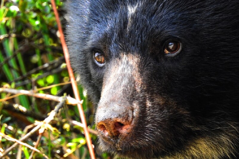 El oso de anteojos es una especie sombrilla, pues su protección contribuye a la de otras especies silvestres y ecosistemas que proveen agua. / Felipe Veloza Romero, grupo de Biodiversidad, Corporación Autónoma Regional de Cundinamarca.