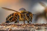 La acción de la Unión Europea para proteger a las abejas