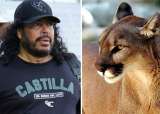 René Higuita pidió ayuda para salvar a dos pumas que rondan fincas en Antioquia