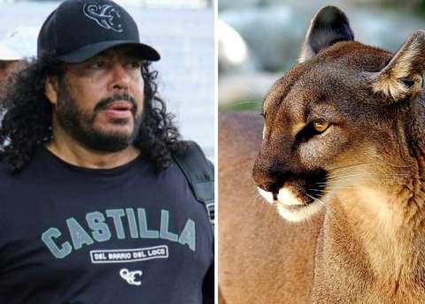 René Higuita pidió ayuda para salvar a dos pumas que rondan fincas en Antioquia