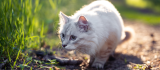 ¿Por qué mi gato trae animales muertos a la casa? Esta es la curiosa razón