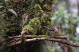 Las metas con las que el planeta busca detener y revertir la pérdida de biodiversidad