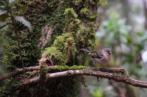 Las metas con las que el planeta busca detener y revertir la pérdida de biodiversidad
