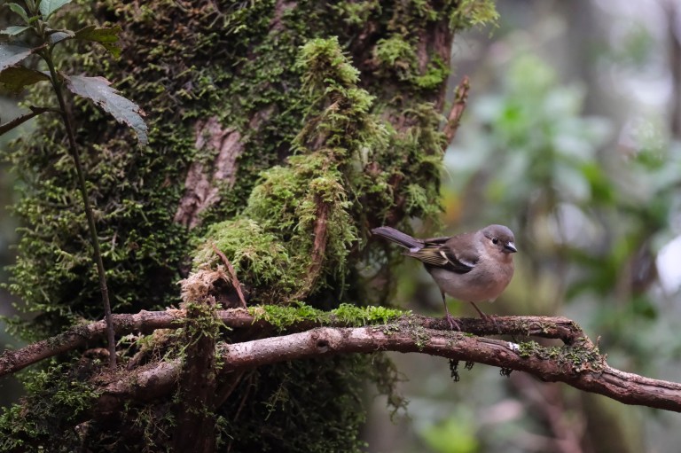 Las metas con las que el planeta busca detener y revertir la pérdida de biodiversidad