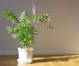Palmera de salón, un clásico de las plantas de interior que no pierde encanto