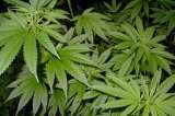Uruguay plantaría 150 hectáreas de marihuana si prospera su legalización