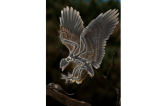 Fósil ‘bizarro’ complica comprensión de evolución de los dinosaurios hasta ser aves