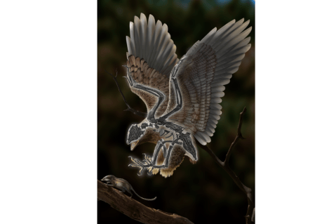 Fósil ‘bizarro’ complica comprensión de evolución de los dinosaurios hasta ser aves
