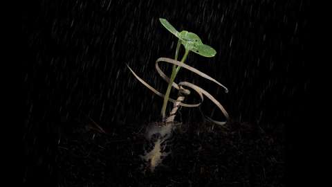 Un ‘robot’ de madera puede plantar semillas en lugares remotos. ¿Cómo funciona?