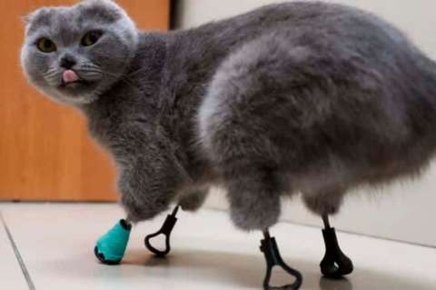 Gata perdió sus cuatro patas, pero unos veterinarios le devolvieron la movilidad