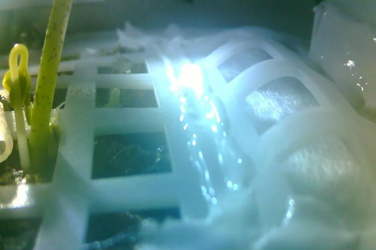 Murió la semilla que China había logrado germinar en la luna